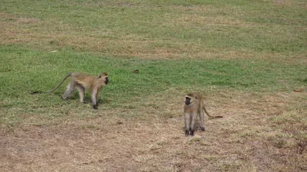 Monos Una Logia Amboseli Kenia —  Fotos de Stock
