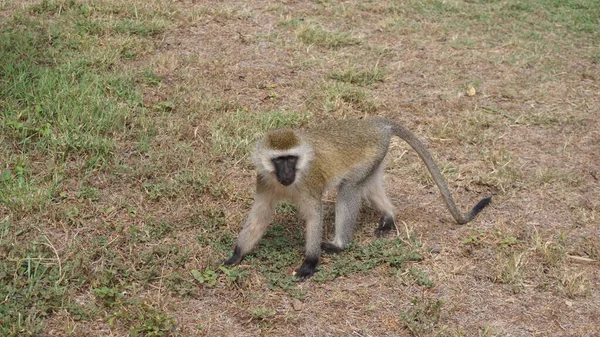 Scimmie Una Loggia Amboseli Kenya — Foto Stock