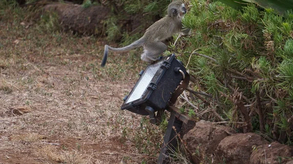 Мавпи Оселі Амбоселі Кенії — стокове фото
