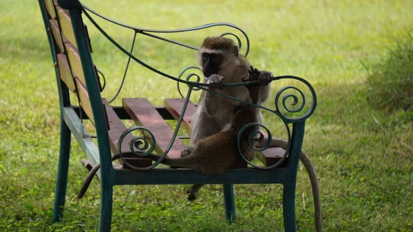 Monos Una Logia Amboseli Kenia — Foto de Stock