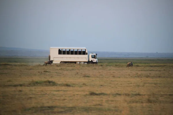 Amboseli Quênia Junho 2019 Caminhão Aventura Safári Parque Nacional Amboseli — Fotografia de Stock