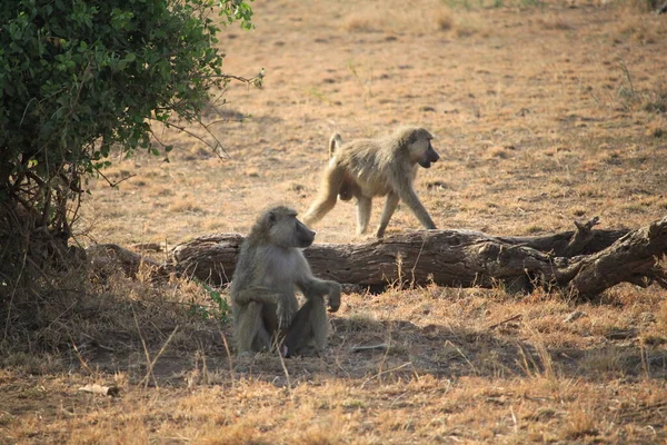 肯尼亚安博塞利国家公园的狒狒 — 图库照片