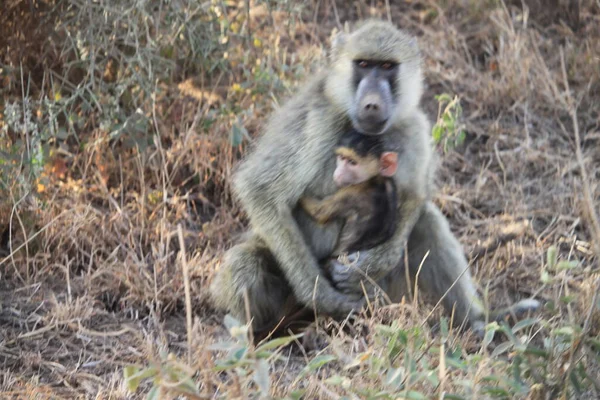 肯尼亚安博塞利国家公园的狒狒 — 图库照片