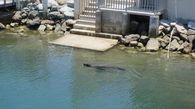 San Jose de Los Cabos, Baja California del sur, Meksika, 14 Haziran 2022: San Jose de Los Cabos 'ta bir marinada deniz aslanı