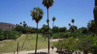 Baja California del Sur, Meksika 'da bir ekolojik çiftliğin manzarası