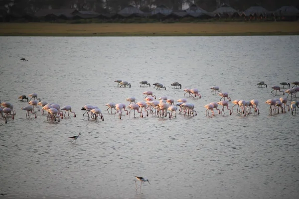 Kenya Daki Amboseli Milli Parkı Ndaki Gölde Pembe Flamingolar — Stok fotoğraf
