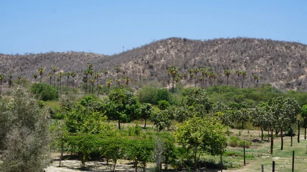 Paisagem Uma Fazenda Ecológica Baja California Del Sur México — Fotografia de Stock