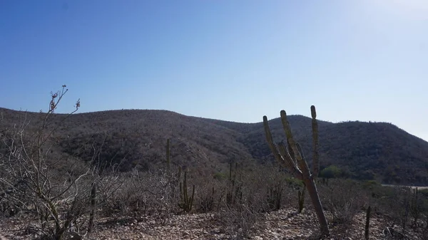 San Jose Los Cabos Baja California Del Sur Meksyk Czerwiec — Zdjęcie stockowe