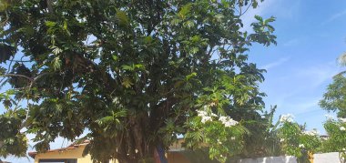 Natal, Rio Grande do Norte, Brezilya 'daki Genipabu plajındaki ağaçların ve yeşil bitkilerin manzarası