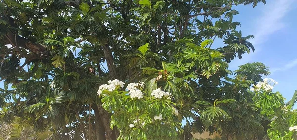Τοπίο Των Δέντρων Και Των Πράσινων Φυτών Στην Παραλία Genipabu — Φωτογραφία Αρχείου