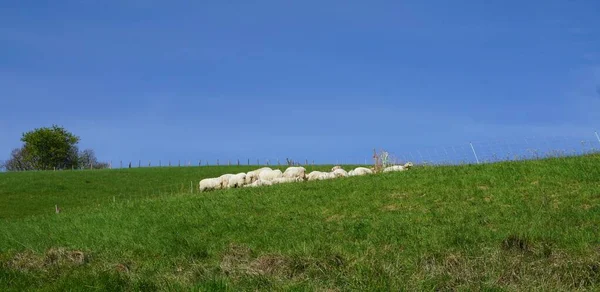 Paisaje Rural Aquitania Sur Francia —  Fotos de Stock