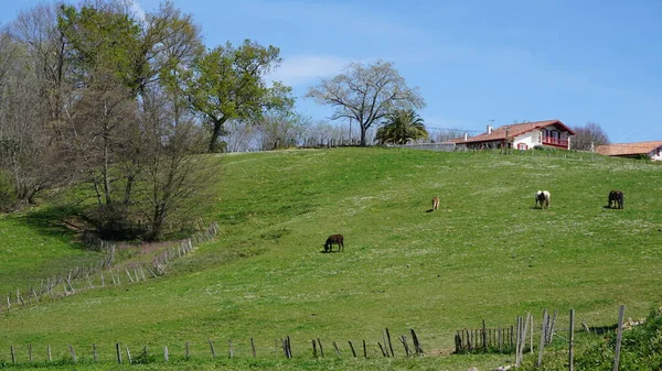 Paisaje Rural Montaña Ezpeleta Francia — Foto de Stock