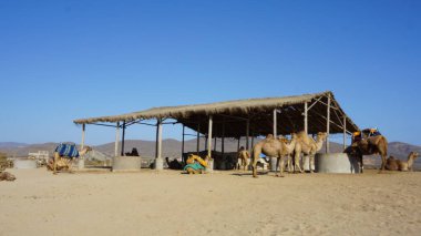 Los Cabos, Baja California Sur, Meksika 'da Turistler için Deve Turları