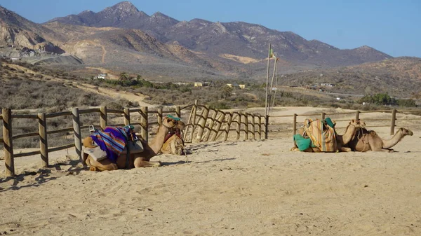 Wycieczki Wielbłądowe Dla Turystów Los Cabos Baja California Sur Meksyk — Zdjęcie stockowe