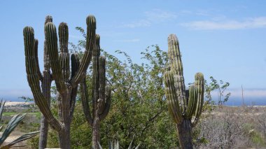 Baja California Sur, Meksika 'daki Cabo San Lucas Bölgesi Panoramik Manzarası