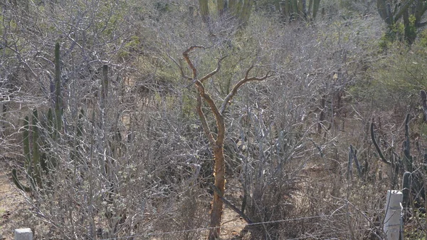 Semidesert Landscape Baja California Sur Mexico Its Typical Giant Cacti — Stock Photo, Image