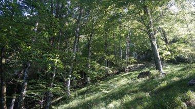 Aralar, Gipuzkoa, Bask ülkesinde kırsal ve doğal manzara