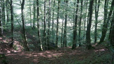 Aralar, Gipuzkoa, Bask ülkesinde kırsal ve doğal manzara