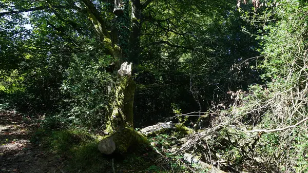 Rural Natural Landscape Aralar Gipuzkoa Basque Country — Stock Photo, Image