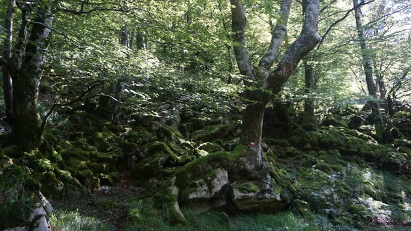 Rural Natural Landscape Aralar Gipuzkoa Basque Country — Stock Photo, Image