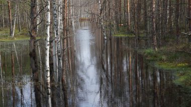 Estonya Tallinn 'in kuzeyindeki Lahemaa Milli Parkı' nın manzarası