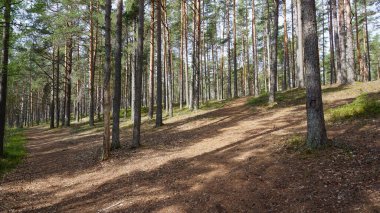 Estonya Tallinn 'in kuzeyindeki Lahemaa Milli Parkı' nın manzarası