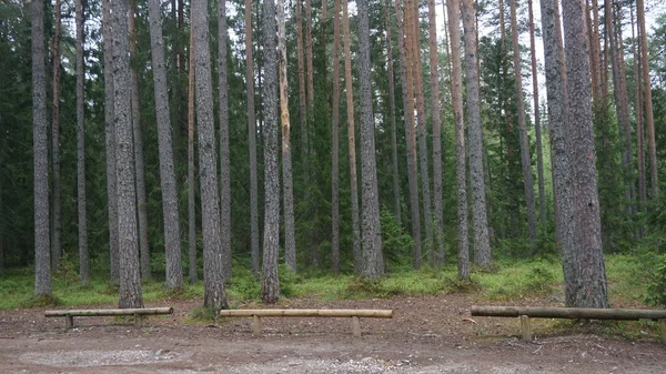 Krajina Národního Parku Lahemaa Severně Tallinu Estonsku — Stock fotografie