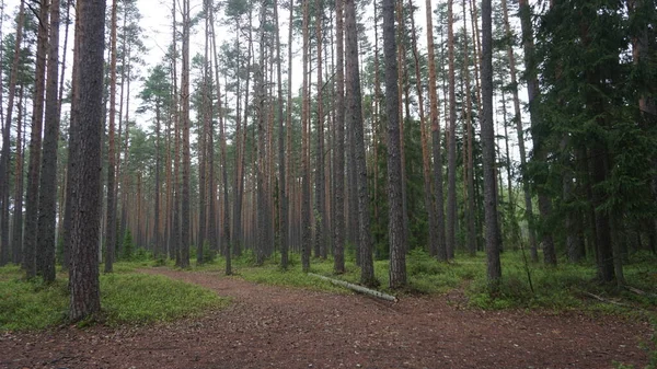 Пейзаж Національного Парку Лагемаа Північ Від Таллінна Естонії — стокове фото