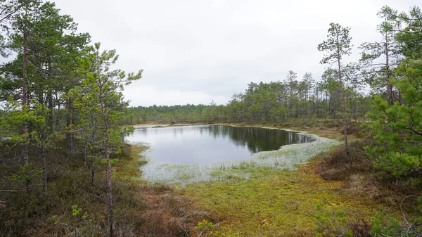 Krajobraz Parku Narodowego Lahemaa Północ Talina Estonii — Zdjęcie stockowe