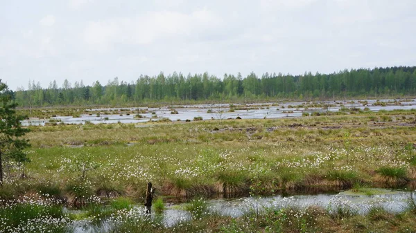 Krajobraz Parku Narodowego Lahemaa Północ Talina Estonii — Zdjęcie stockowe