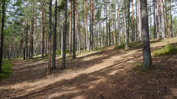 エストニアのタリン北ラヘマ国立公園の風景 — ストック写真
