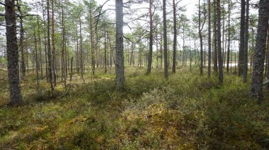 Estonya Tallinn 'in kuzeyindeki Lahemaa Milli Parkı' nın manzarası