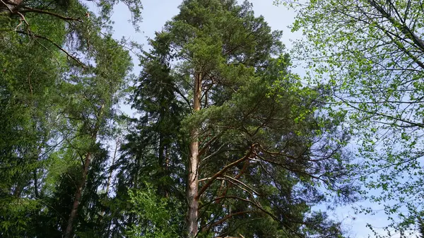 에스토니아 북쪽에 공원의 — 스톡 사진
