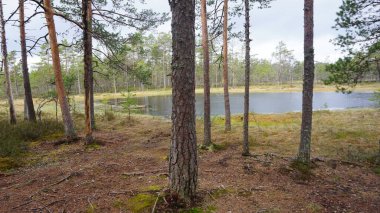 Estonya Tallinn 'in kuzeyindeki Lahemaa Milli Parkı' nın manzarası