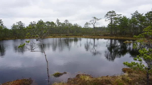 stock image Landscape of Lahemaa National Park north of Tallinn in Estonia