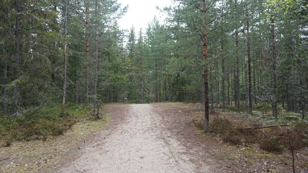 Пейзаж Национального Парка Лахемаа Северу Таллинна Эстонии — стоковое фото