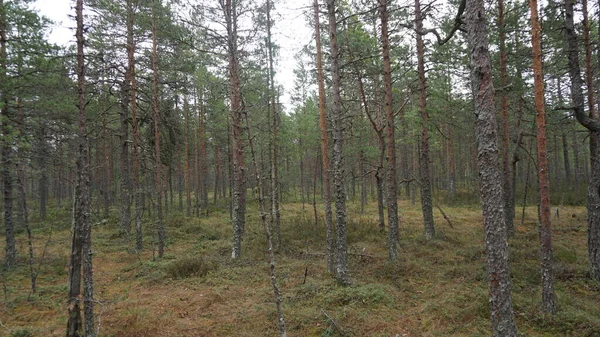 Пейзаж Национального Парка Лахемаа Северу Таллинна Эстонии — стоковое фото