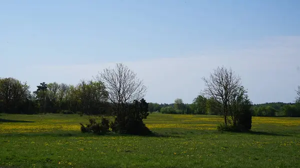 Paesaggio Rurale Sull Isola Saaremaa Estonia — Foto Stock