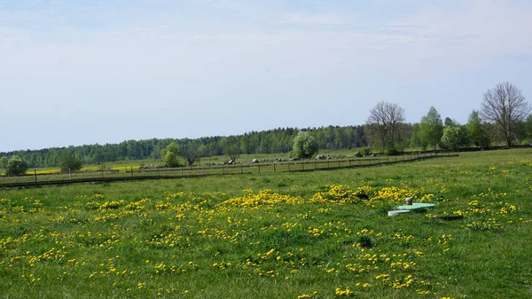 Venkovská Krajina Ostrově Saaremaa Estonsku — Stock fotografie