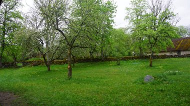 Estonya 'daki Muhu adasında kırsal alan.