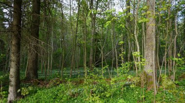 Estonya 'daki Vihula Manor Country Club kırsal ve doğa manzarası