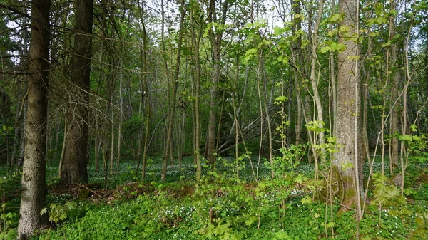 Сельский Природный Ландшафт Загородном Клубе Вихула Эстонии — стоковое фото