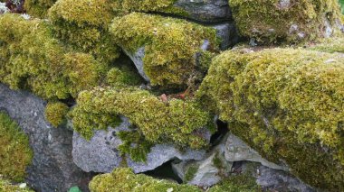 Estonya, Avrupa 'daki Muhu adasında ilkbaharda kırsal ve doğa manzarası