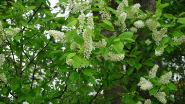 Estonya, Avrupa 'daki Muhu adasında ilkbaharda kırsal ve doğa manzarası