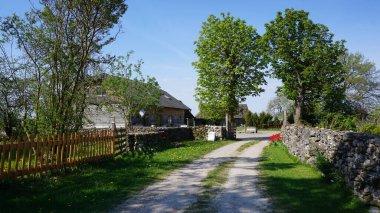 Estonya 'daki Tallinn çiçek pazarında çiçek arkaplanı