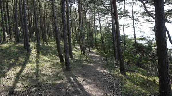 Сельский Пейзаж Природа Острове Сааремаа Эстонии — стоковое фото