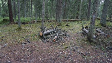 Lahemaa Milli Parkı 