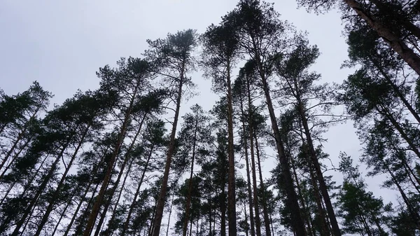 Bezoek Aan Het Nationaal Park Lahemaa Estland Wandelen Midden Natuur — Stockfoto