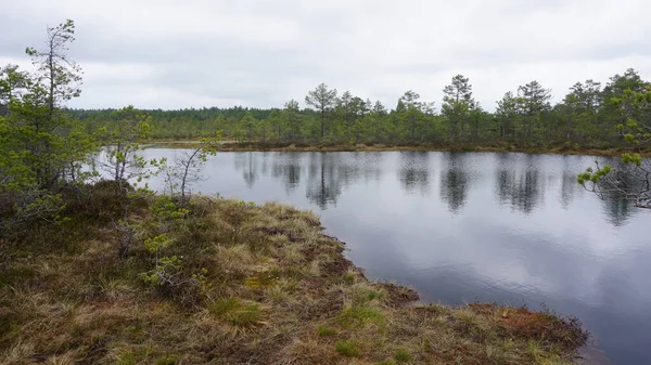 Kunjungan Taman Nasional Lahemaa Estonia Mendaki Tengah Alam — Stok Foto