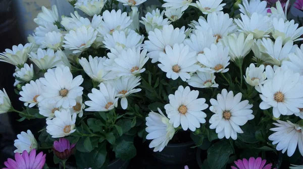 Tło Białe Stokrotki Rynku Kwiatów Tallinie — Zdjęcie stockowe